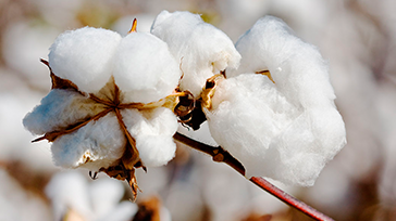 Brazilian Cotton School oferece curso sobre a cadeia produtiva do algodão | Sara Kirchhof - Assessoria de Imprensa e Eventos